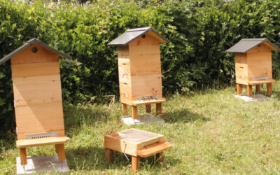 Un jardin des abeilles au coeur du Groupe Candor