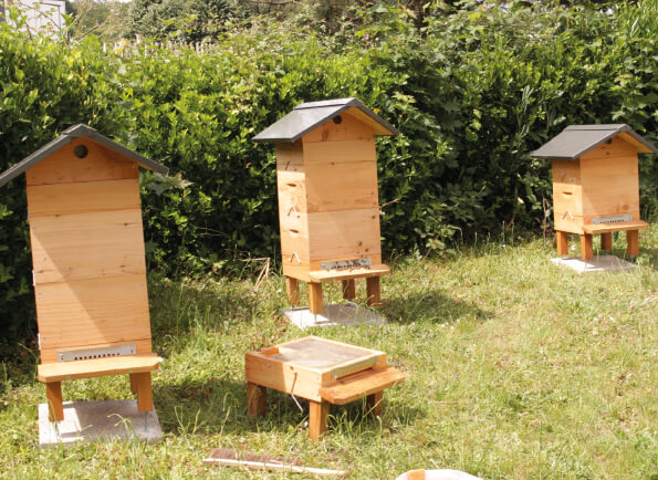 Ruches ware installées au Siège du Groupe CANDOR à Val de Reuil